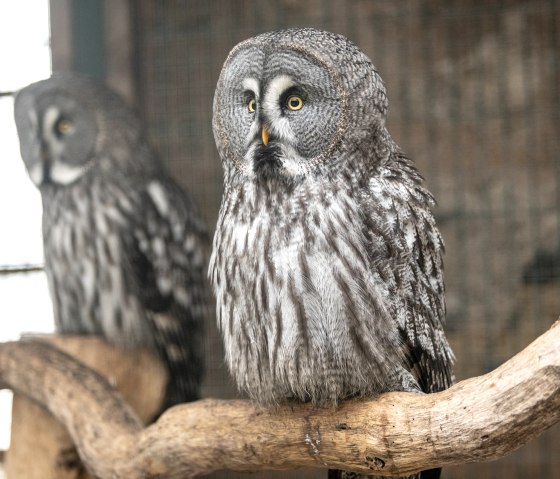 Adler- und Wolfspark Eule, &copy; Eifel Tourismus GmbH, Dominik Ketz