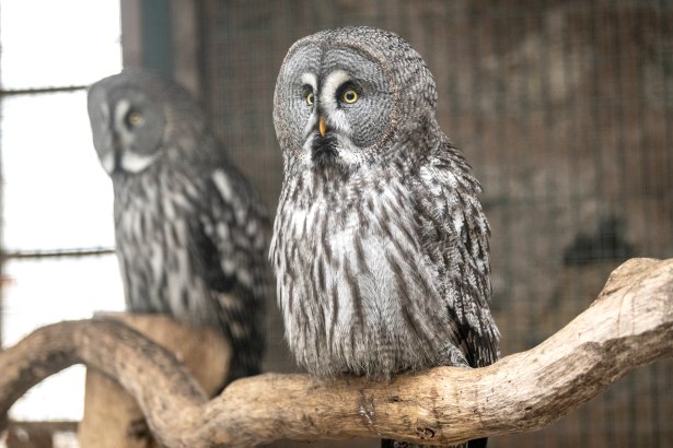 Adler- und Wolfspark Eule, &copy; Eifel Tourismus GmbH, Dominik Ketz