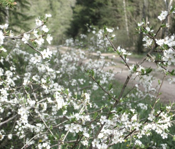 Weiße Blüten an Zweigen im Vordergrund, ein Waldweg und Bäume im Hintergrund., © Touristik GmbH Gerolsteiner Land