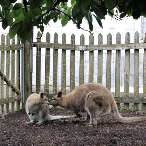 Two kangaroos are standing and sitting close together in a fenced enclosure under trees.