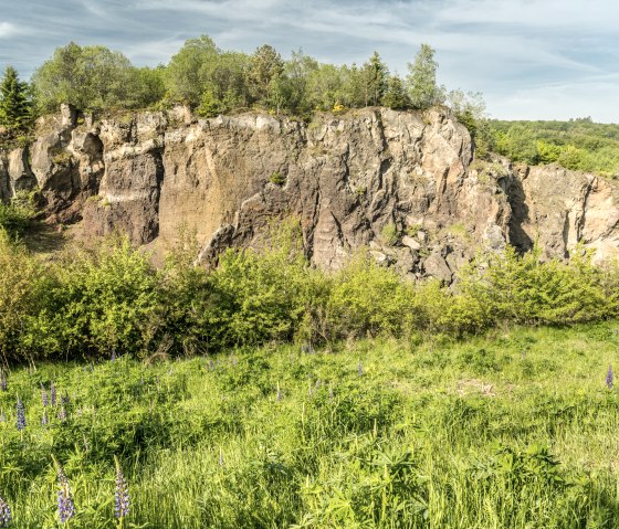 Vulkanische Felswand mit üppiger Vegetation und blühenden Lupinen im Vordergrund, unter blauem Himmel., © Eifel Tourismus GmbH, Dominik Ketz