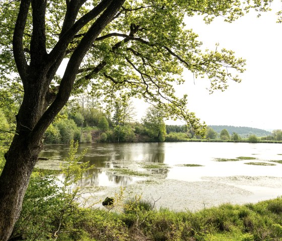 Ruhiger See des Maars umgeben von grüner Vegetation und Bäumen, im Hintergrund sind Windräder zu sehen., © Eifel Tourismus GmbH, Dominik Ketz