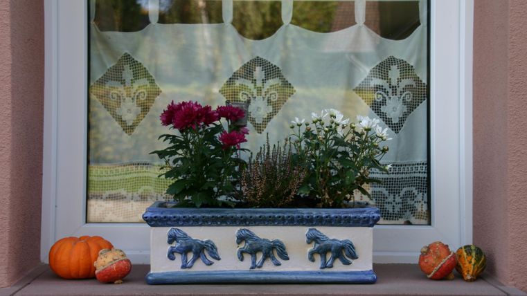 Een raam met bloeiende bloemen in een plantenbak. Naast de bak zijn kleine pompoenen gedecoreerd.