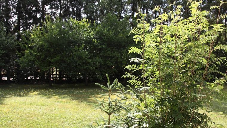 Ein grüner Garten mit üppigen Pflanzen und Bäumen. Die Sonne scheint auf das grüne Gras und die Vegetation.