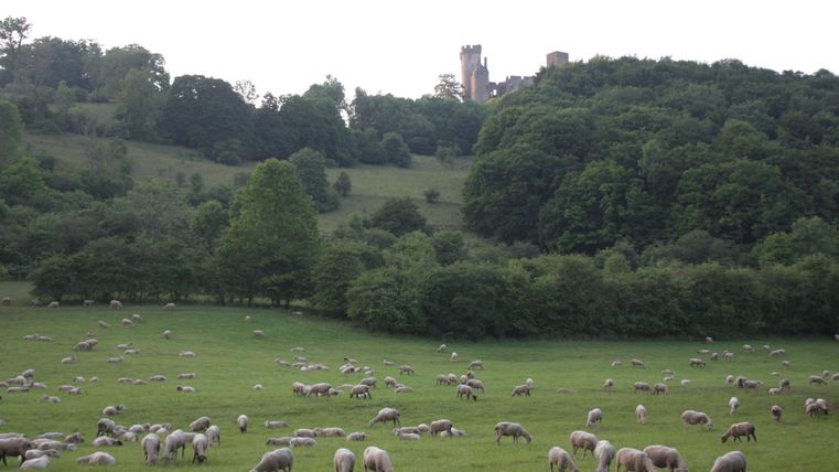 Eine weitläufige Wiese mit vielen Schafen, die friedlich grasen. Im Hintergrund sieht man einen bewaldeten Hügel mit einer Burg.