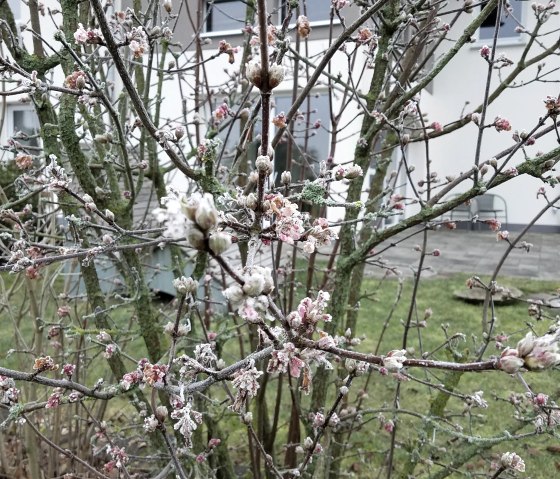 duftender Winter-Schneeball, &copy; Faber