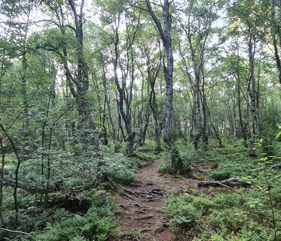Ein schmaler Pfad schl&auml;ngelt sich durch einen dichten Wald mit hohen B&auml;umen und gr&uuml;nem Unterholz. Sonnenlicht f&auml;llt durch das Bl&auml;tterdach., &copy; Touristik GmbH Gerolsteiner Land