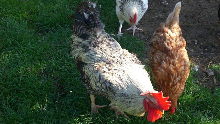 Drei Hühner auf grünem Gras. Eines hat ein geflecktes Gefieder, während die anderen einfarbig sind.