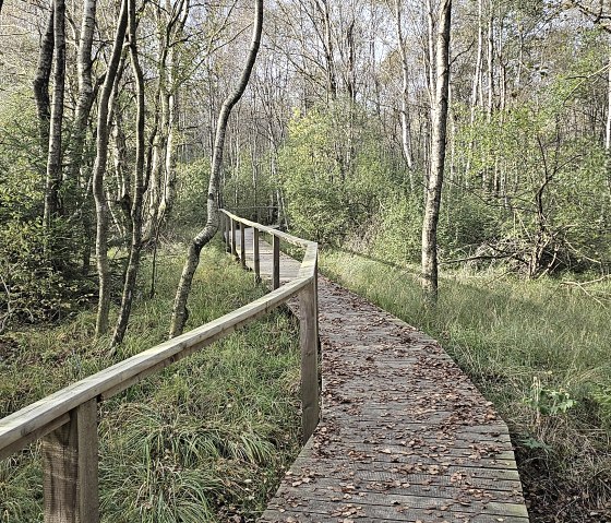 A wooden footbridge winds its way through a green, wooded moorland path. The trees are dense and the leaves lie on the footbridge., © Touristik GmbH Gerolsteiner Land