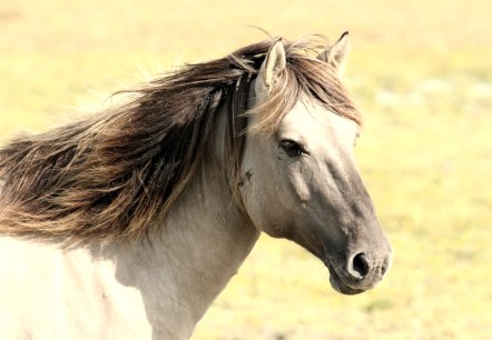 Een bruin paard rent door een weide met wapperende manen.