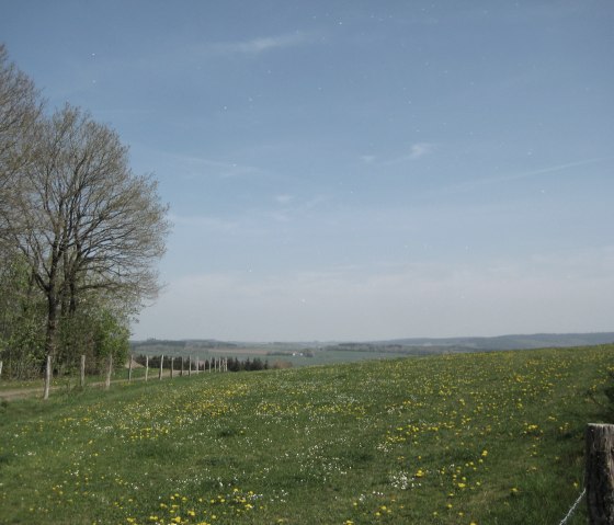 Grünes Feld mit Löwenzahn, Bäume links, blauer Himmel. Ein Zaun verläuft entlang des Feldes., © Touristik GmbH Gerolsteiner Land