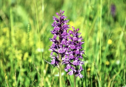 Wilde Orchideen, &copy; Pixabay